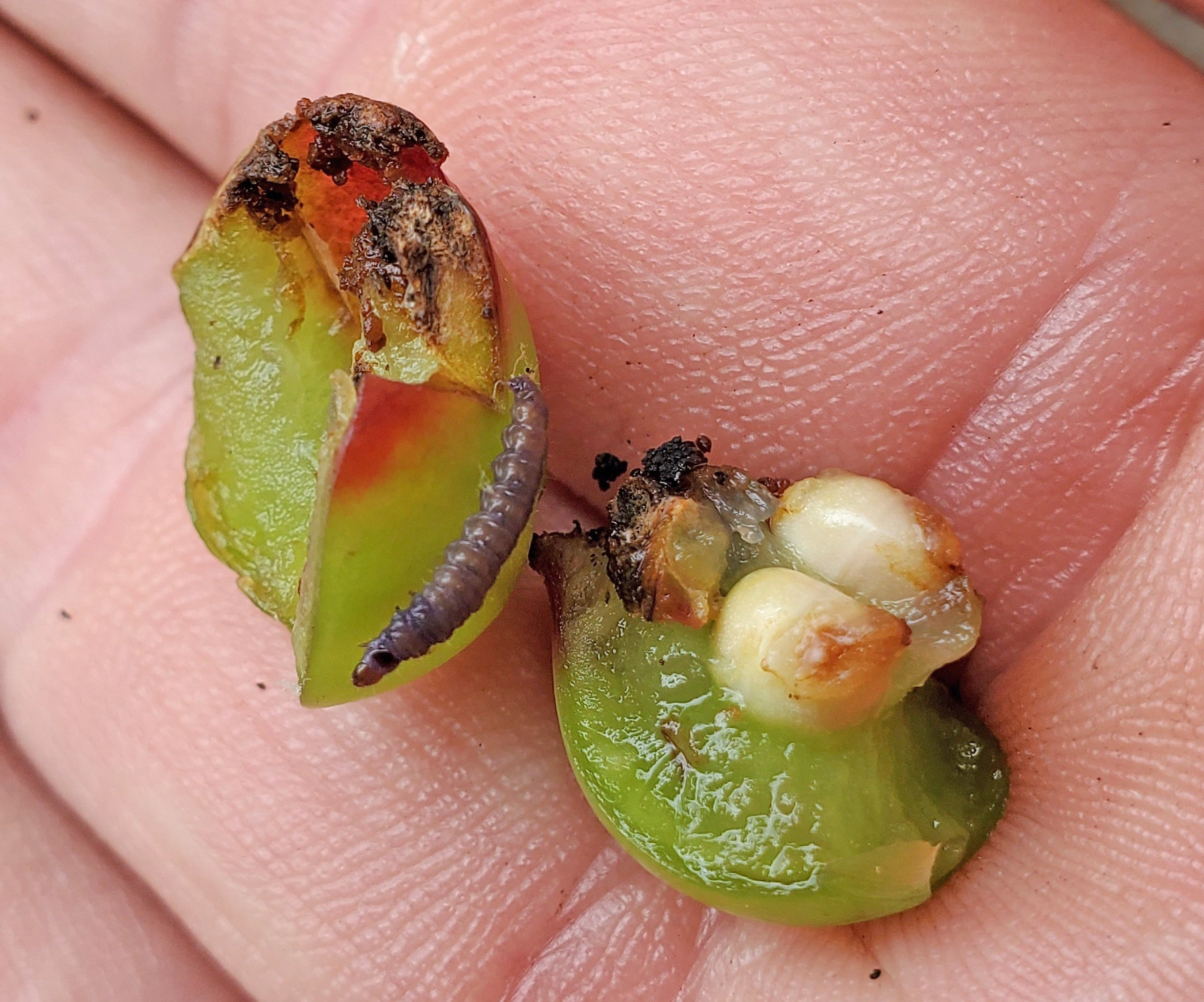 Grape berry moth